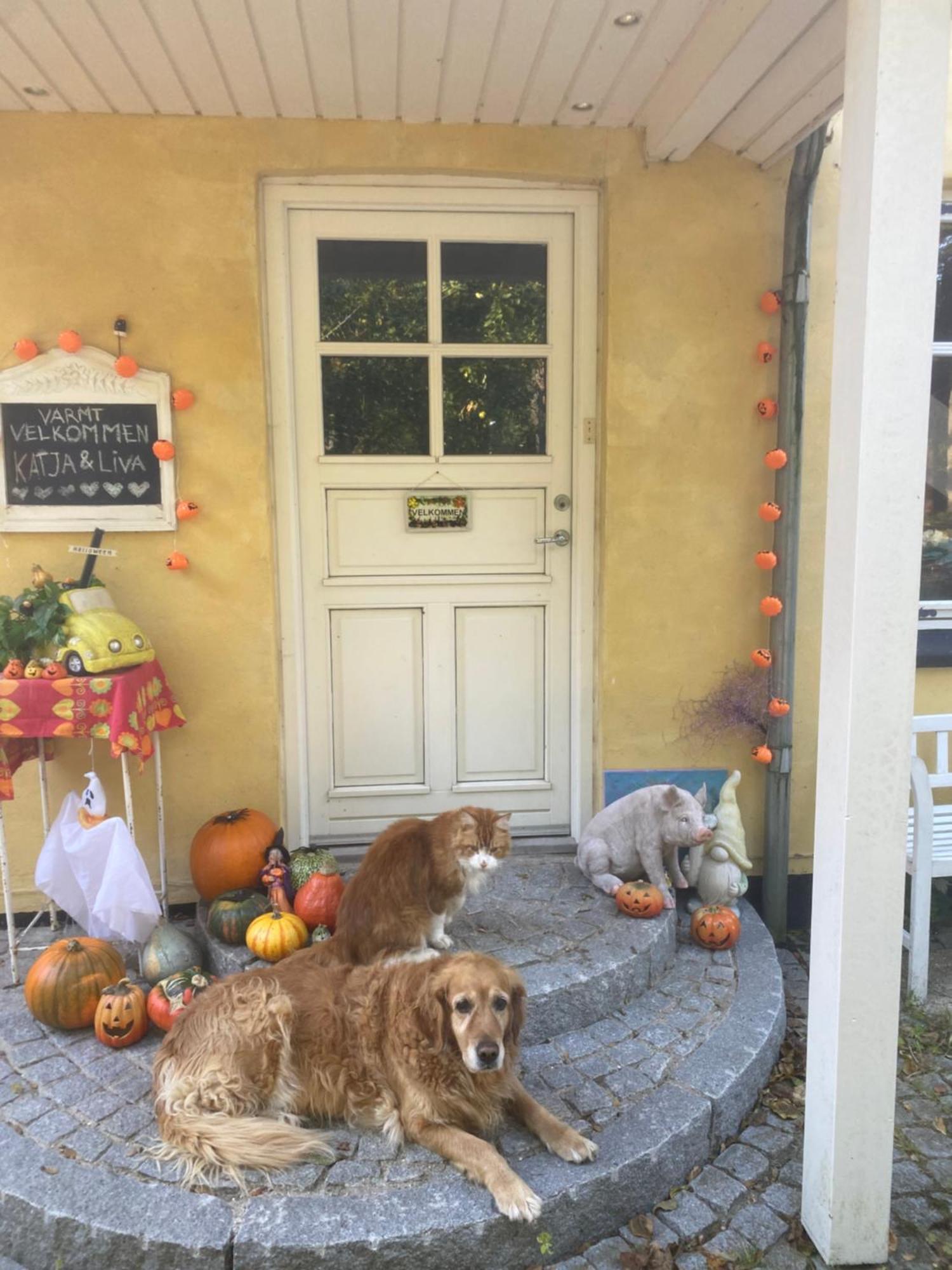 Katja B&B Roskilde Tutti Frutti Home Hedehusene Esterno foto